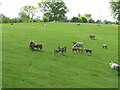 Sheep grazing at Bramly Farm