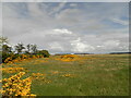 Scrubland at former RAF base at Kinloss