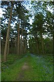 SE5157 : Entering Redhouse Wood by DS Pugh