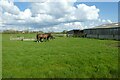 Horses near Scallymoor Farm