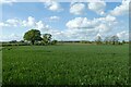 Cereal fields near New Farm