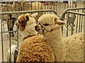 SW9671 : Huacaya alpacas at Cornwall Alpaca Show by Rob Farrow
