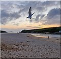 SW8362 : Seagull in the evening, Porth Beach by Rob Farrow