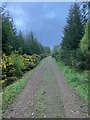 Track in Bogallan Wood