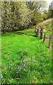 Patch of bluebells beside field fence for field on SW side of A69