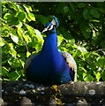 Peacock on a roof