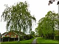 Weeping birch (betula pendula)