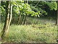 Hares in the woodland at Holkham Hall