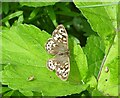 Speckled Wood butterfly