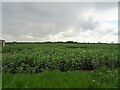 TM0463 : Crop field off Silver Street by JThomas