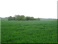 Cereal crop and woodland, Ward Green