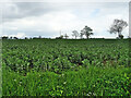 Crop field off Brown Street