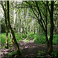 Woodland track near Pendeford in Staffordshire