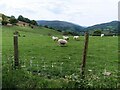 Sheep in field