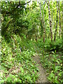 Footpath through the woods