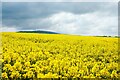 Field of Rapeseed