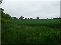 Crop field, Sproughton Bridge