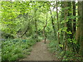 Path through woodland in Caterham