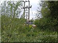 Train passes cows