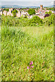 SO5074 : Green-winged Orchid (Anacamptis morio) on Whitcliffe Common by Ian Capper