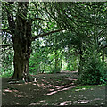 Woodland in Pendeford Mill Nature Reserve, Staffordshire