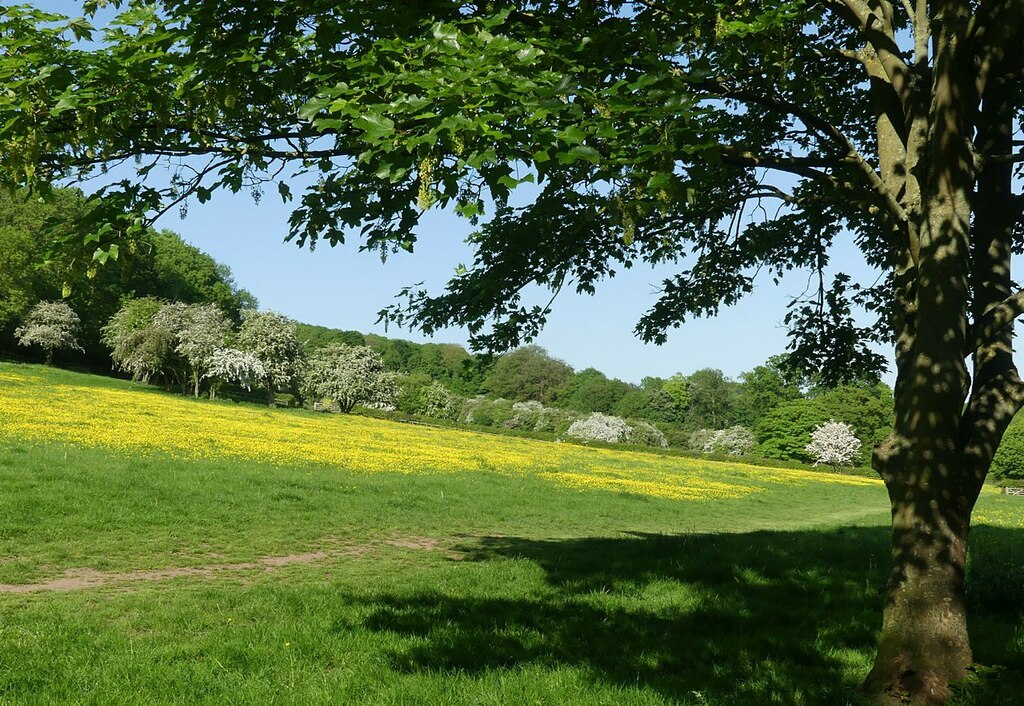 Gedling House Meadows – 16 © Alan Murray-Rust :: Geograph Britain and ...