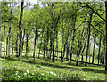 Woodland on slope descending towards River Garry