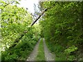 Track on the wooded hillside of Parc Sycharth