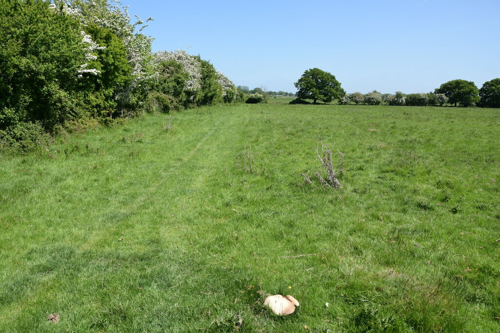 Sheep Pasture On Fingrinhoe Ranges Trevor Harris Geograph Britain