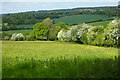 Pasture, Hurstbourne Tarrant