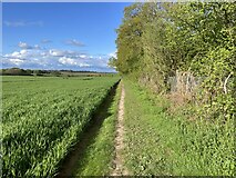 SU5850 : Permissive path - St John's Field by Mr Ignavy