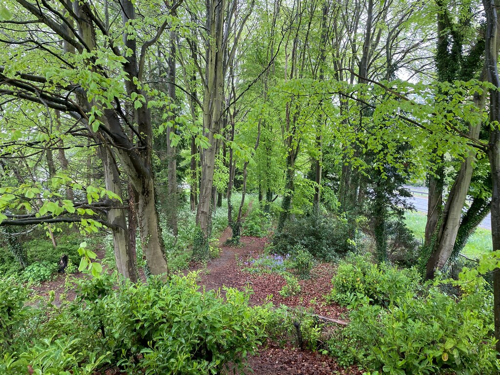 Patch of woodland - Eastrop Park © Mr Ignavy :: Geograph Britain and 