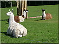 Llamas Resting