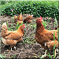 Free-range chickens, Holmbridge