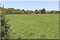 Meadow in Pendeford Mill Nature Reserve, Staffordshire