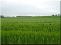 Cereal crop near Gibbs