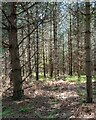 Coniferous Trees, Tunstall Forest