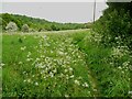 Footpath 19/5 in a flowery meadow, Honley