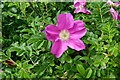 Lavenham Hall and Sculpture Garden: Rugosa rose 