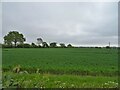 Cereal crop, Dennington