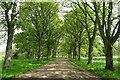 NZ2637 : Avenue of sycamore on approach to Croxdale Hall by Tim Heaton