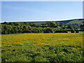 Buttercup-ridden field near Iford