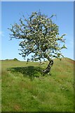 SO7639 : Hawthorn tree by Philip Halling