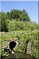 Willington Burn emerging from culvert