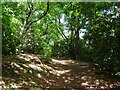 A turn in the path, Billinge Woods