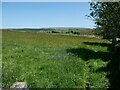 Wildflower meadow managed by Devon Wildlife Trust, Bellever