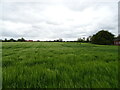 Cereal crop near Millfield Cottages