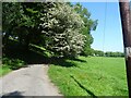 Lane below Vetch Hole Wood