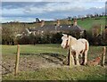 Horse next to the car park at Leasow Field