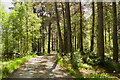 Woodland near Coulin Lodge